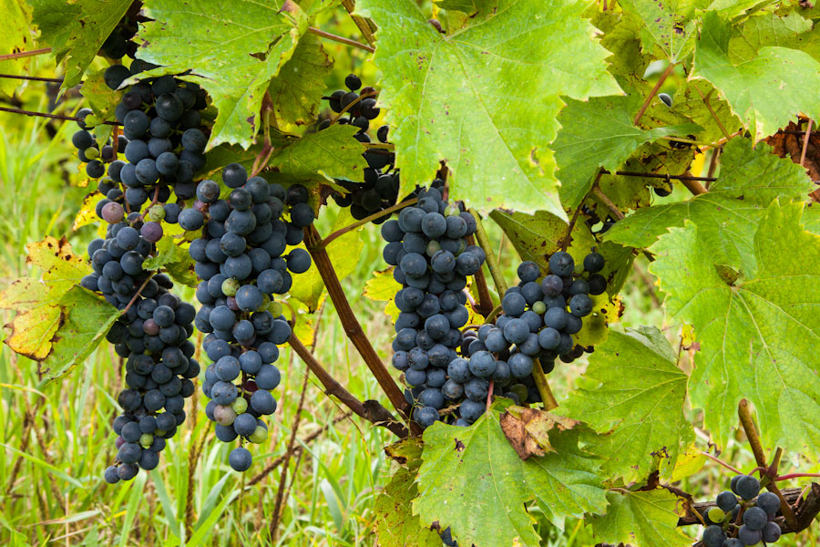 Portraits croisés : Cépages indigènes et vignerons audacieux du Québec et de&nbsp;l’Ontario
